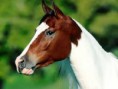 /album/animales-del-campo/cd-jpg/