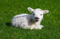 /album/animales-del-campo/jf-jpg/
