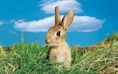 /album/animales-del-campo/khg-jpg/