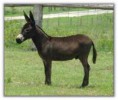 /album/animales-del-campo/r-jpg/