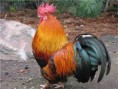 /album/animales-del-campo/g-jpg/