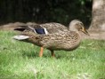/album/animales-del-campo/jgk-jpg/