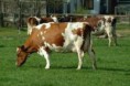 /album/animales-del-campo/pj-jpg/