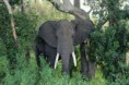 /album/animales-de-la-selva/hu-jpg/
