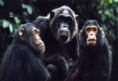 /album/animales-de-la-selva/jgo-jpg/