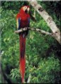 /album/animales-de-la-selva/liu-jpg/