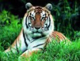 /album/animales-de-la-selva/lo-jpg/
