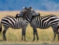 /album/animales-de-la-sabana/lmn-jpg/