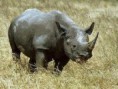 /album/animales-de-la-sabana/o-jpg/