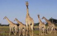 /album/animales-de-la-sabana/hy-jpg/