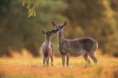/album/animales-de-la-sabana/pju-jpg/