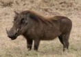 /album/animales-de-la-sabana/fa-jpg/