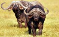 /album/animales-de-la-sabana/nu-jpg/