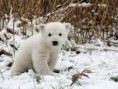 /album/animales-de-los-polos/as-jpg/