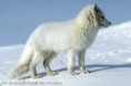 /album/animales-de-los-polos/jh-jpg/