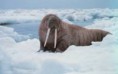 /album/animales-de-los-polos/ji-jpg/