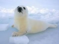 /album/animales-de-los-polos/ui-jpg/