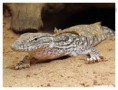 /album/animales-del-desierto/yt-jpg/