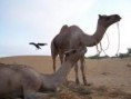 /album/animales-del-desierto/a-jpg/