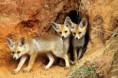 /album/animales-del-desierto/fh-jpg/