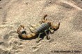 /album/animales-del-desierto/gj-jpg/