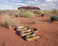 /album/animales-del-desierto/in-jpg/