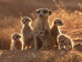 /album/animales-del-desierto/khgt-jpg/