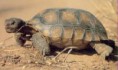 /album/animales-del-desierto/nv-jpg/