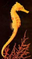 /album/animales-del-mar/uj-jpg/