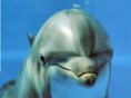 /album/animales-del-mar/delfin-jpg/