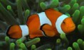 /album/animales-del-mar/h-jpg/
