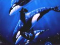/album/animales-del-mar/j-jpg/