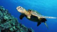 /album/animales-del-mar/jgy-jpg/
